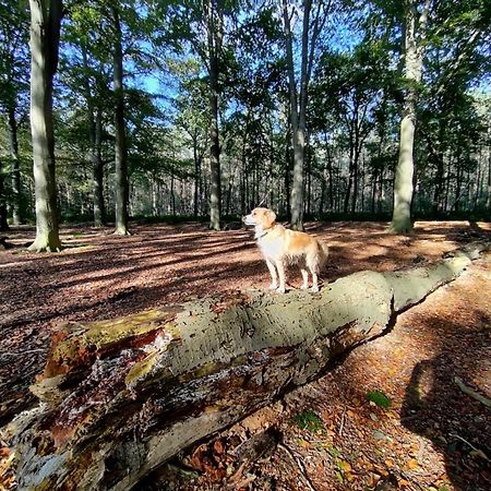Sfeervol Chalet In Drenthe Bij Het Dwingelderveld Villa Spier Bagian luar foto