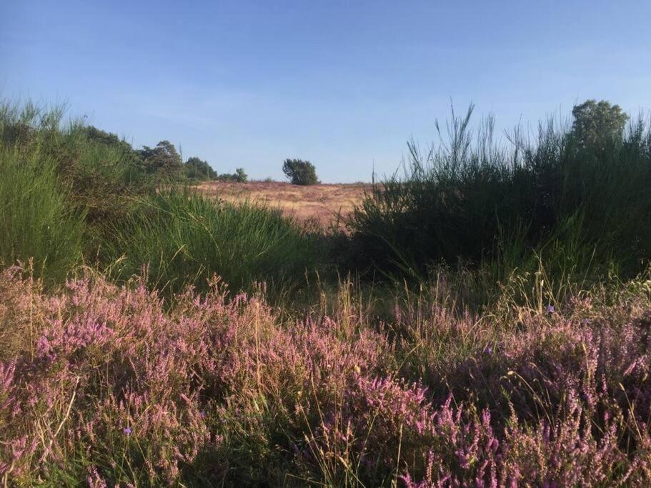 Sfeervol Chalet In Drenthe Bij Het Dwingelderveld Villa Spier Bagian luar foto