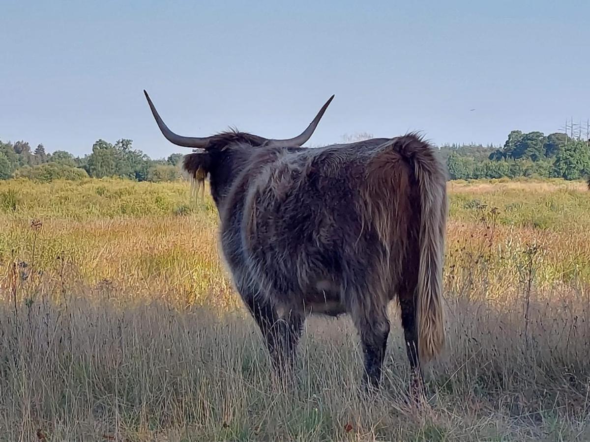 Sfeervol Chalet In Drenthe Bij Het Dwingelderveld Villa Spier Bagian luar foto