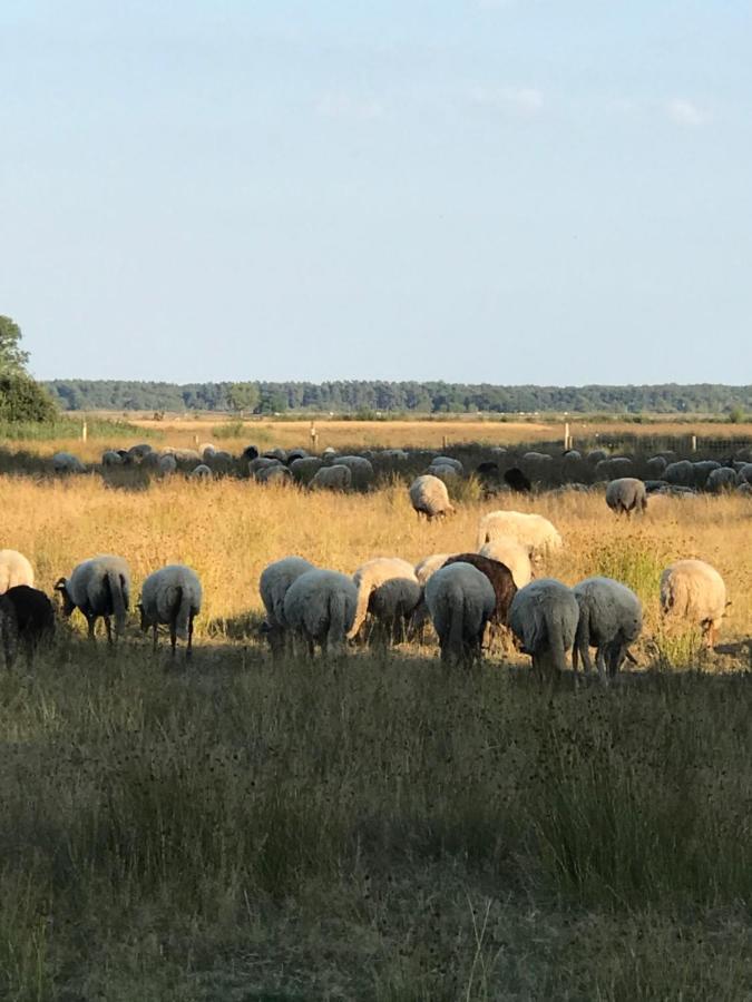 Sfeervol Chalet In Drenthe Bij Het Dwingelderveld Villa Spier Bagian luar foto