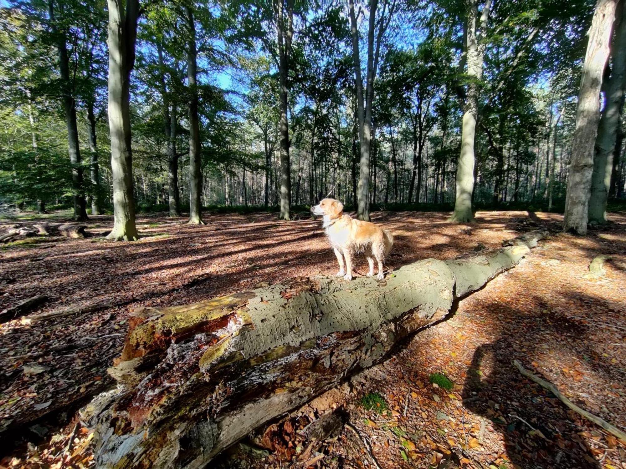 Sfeervol Chalet In Drenthe Bij Het Dwingelderveld Villa Spier Bagian luar foto